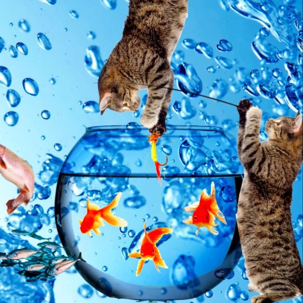 Cat Fishing